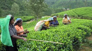 Der er brug for mange hænder, når Ceylon-tebladene skal høstes i Sri Lanka. Foto Viktors Farmor
