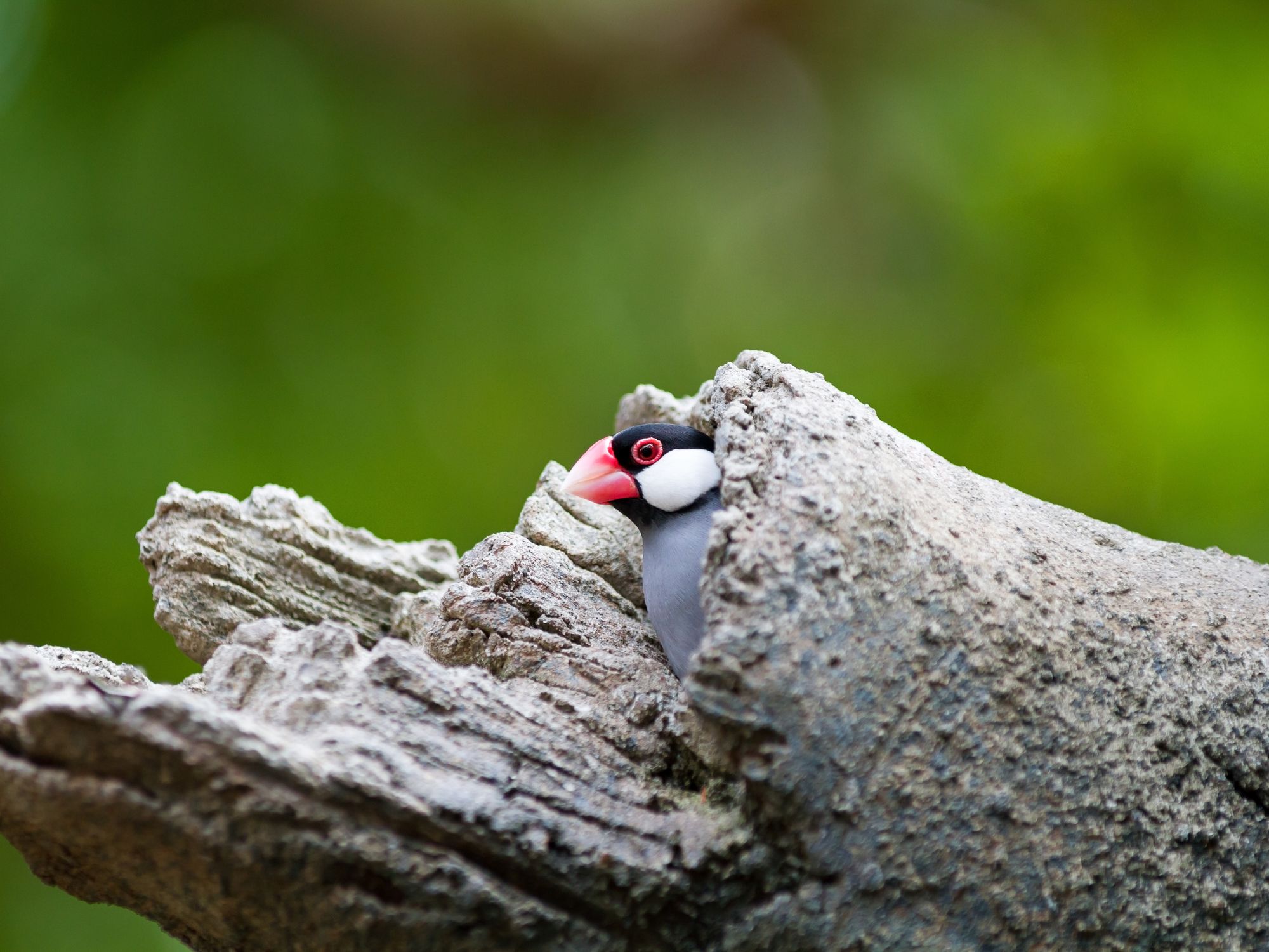Java Banded Pitta i Bali Barat Nationalpark. Foto Viktors Farmor