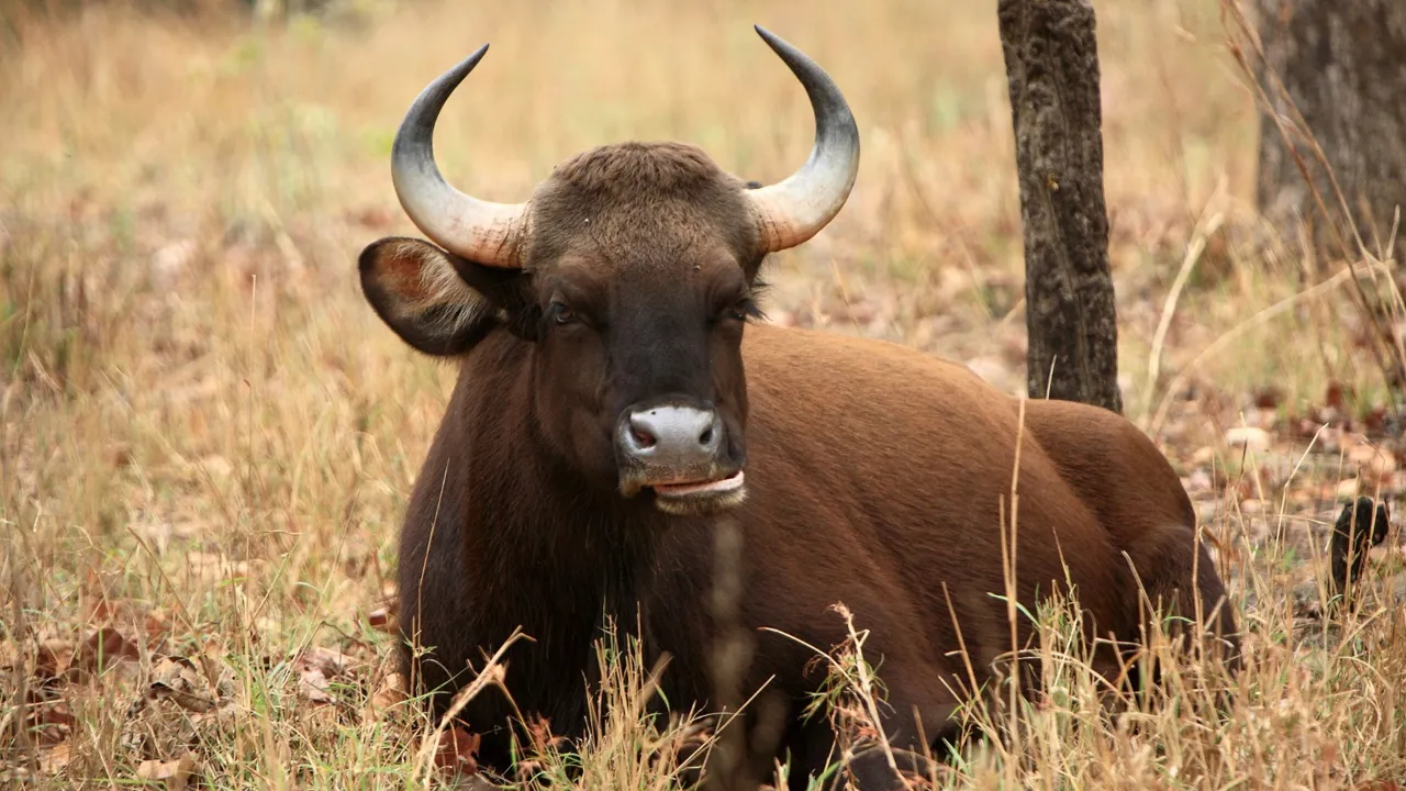 Gaur i Kanha National Park. Foto Anders Stoustrup