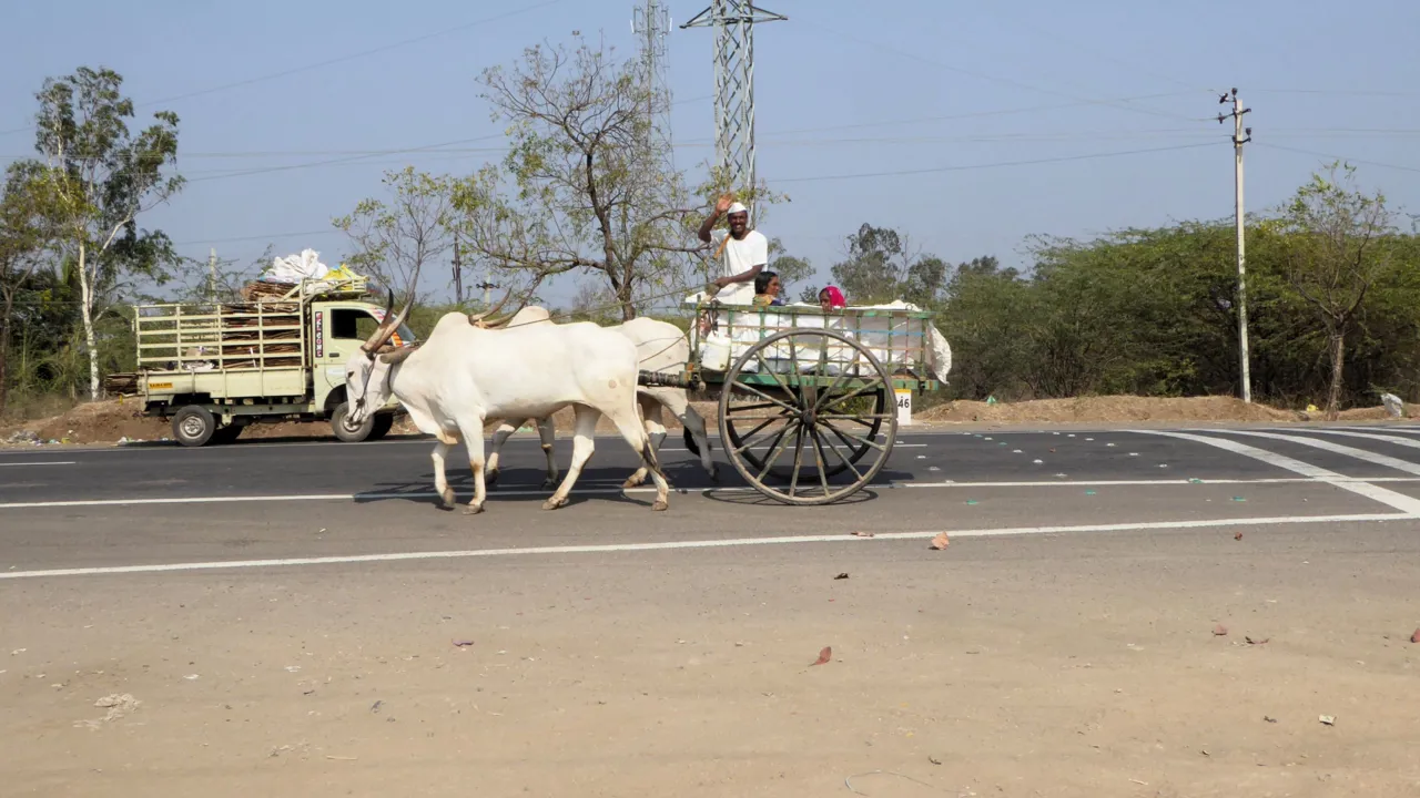 Transport forestår stadig med oksekærre nogle steder på landet i Indien. Foto af Santiago Lund Qorquin