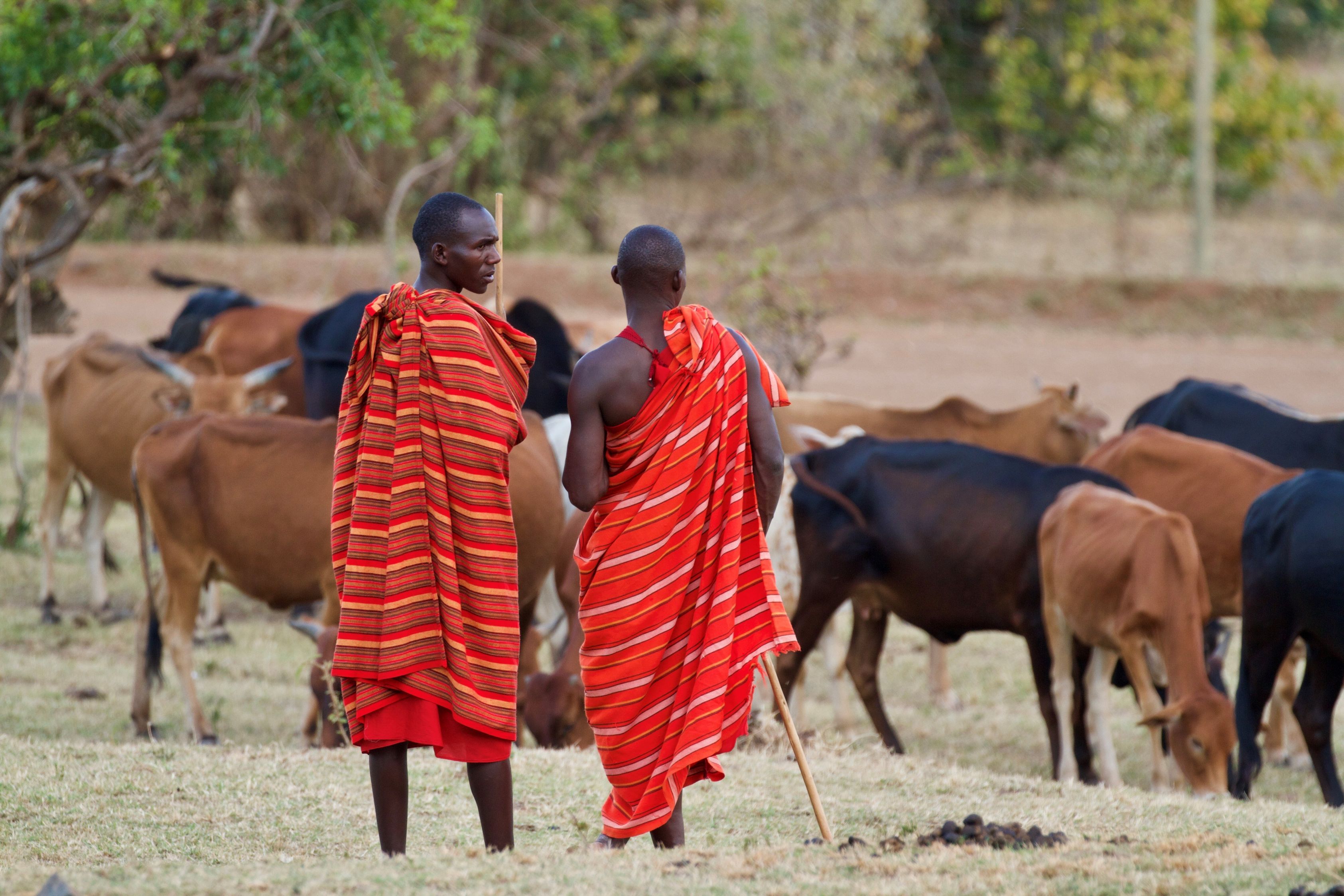 Masaierne lever stadig en ganske traditionel tilværelse som kvæghyrder. Foto Anders Stoustrup