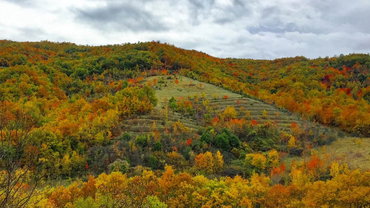 Gule, orange og røde blade begynder at blande sig med de grønne i efteråret. Foto Lene Brøndum