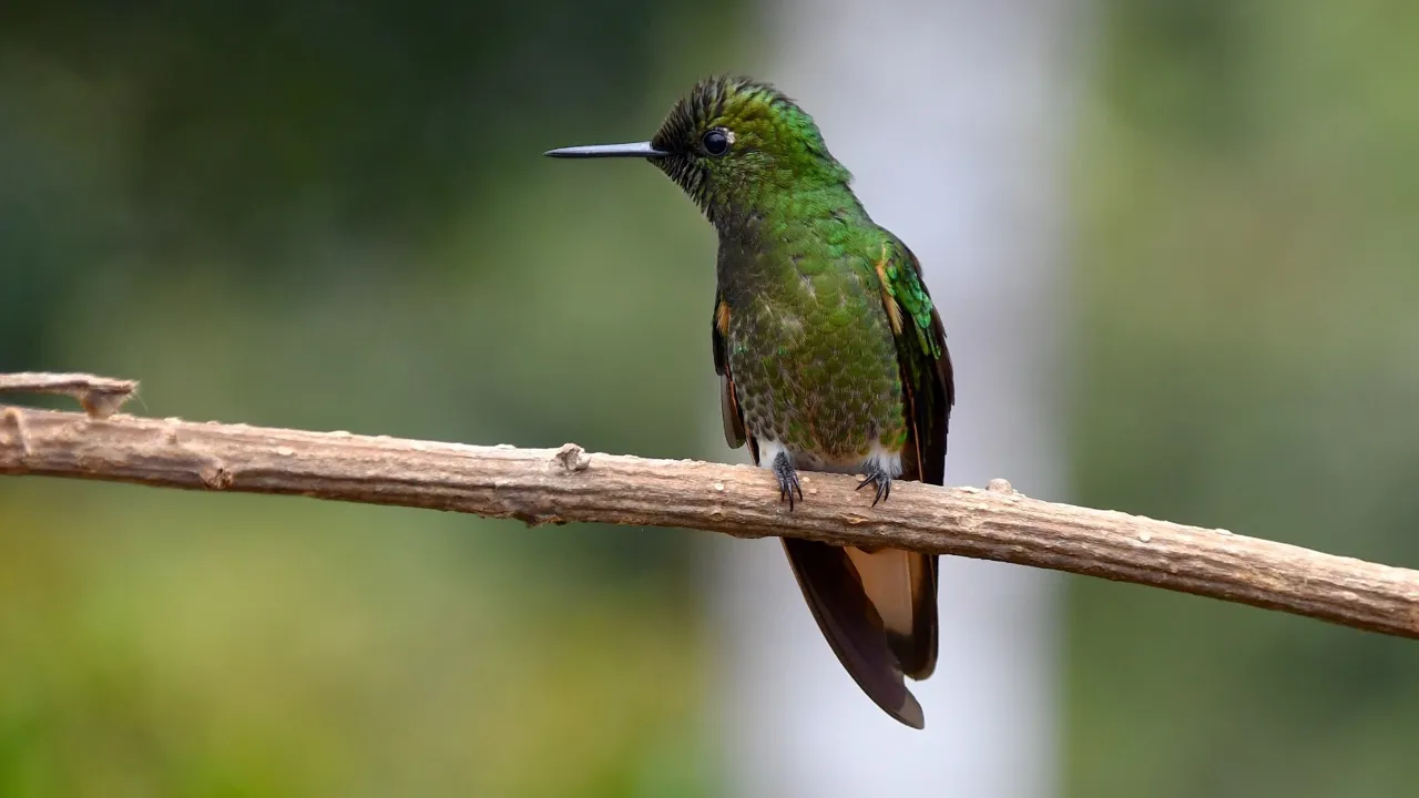 Colombia er hjemsted for mange forskellige fuglearter - her en Buff-tailed coronet. Foto Hanne Christensen