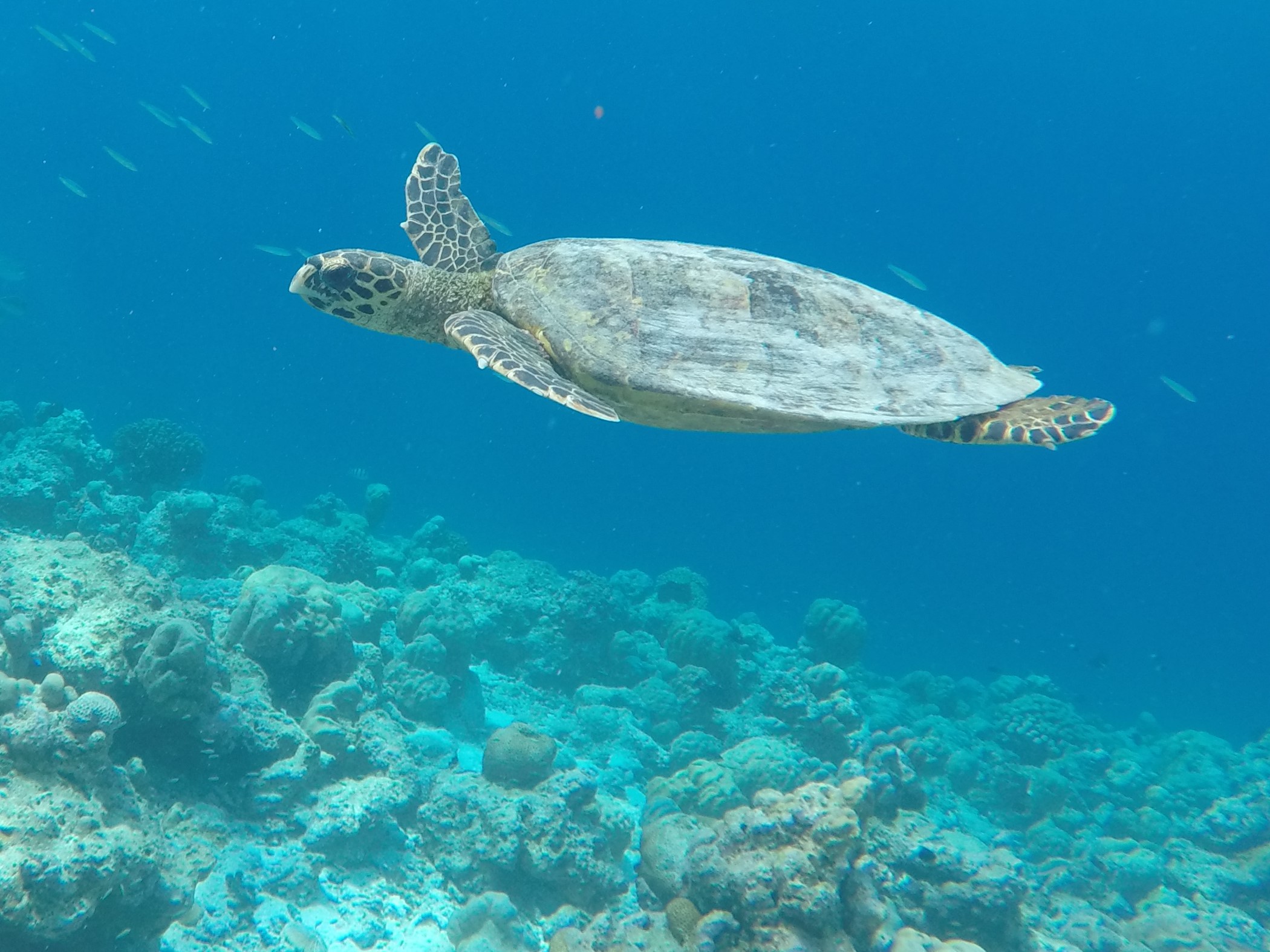 Velidhoos koralrev rummer et mangfoldigt dyreliv - herunder havskildpadder. Jonas Kalmark Vilsbøll
