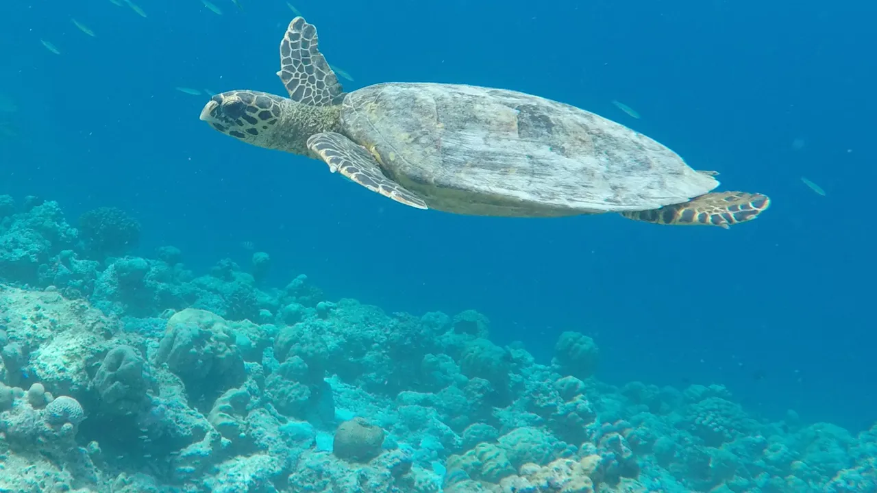 Velidhoos koralrev rummer et mangfoldigt dyreliv - herunder havskildpadder. Jonas Kalmark Vilsbøll