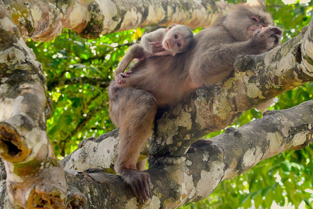 Der er gode muligheder for at se flere af Amazonas dyrearter - her hvidpandede kapuciner. Foto Hanne Christensen