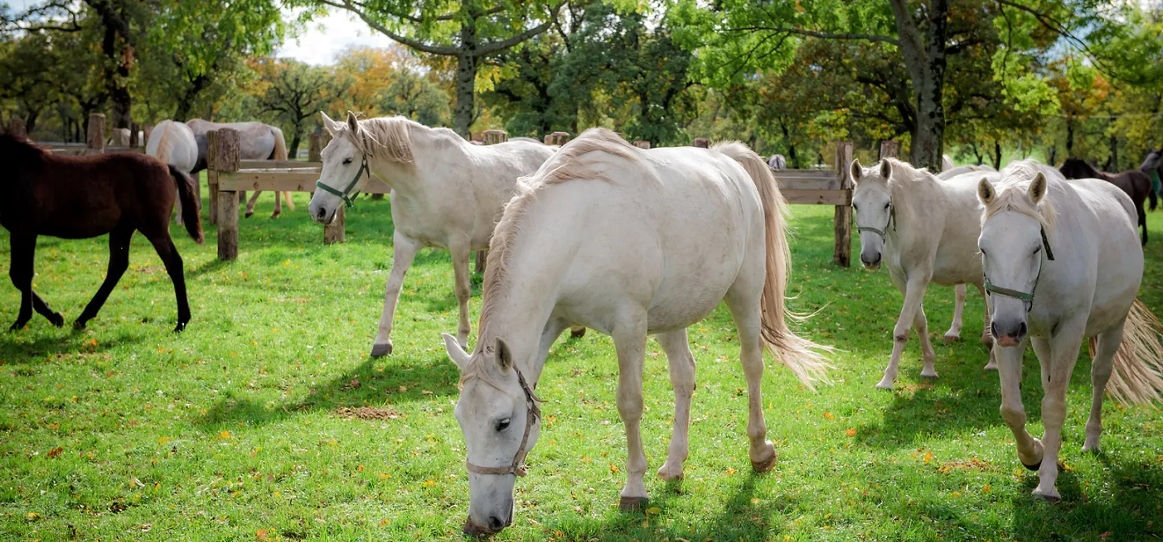 Vi besøger et sted, der opdrætter lipizzanerheste. Foto Dean Dubokovič