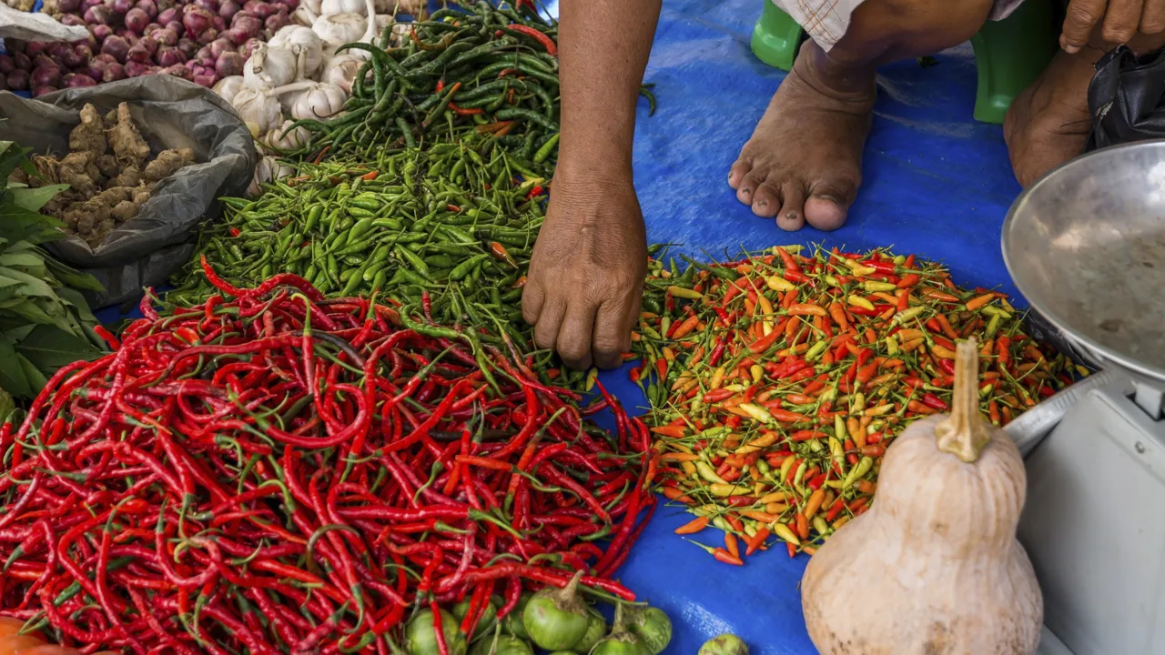 Chili er der masser af på grøntsagsmarkedet i Brastagi. Foto Viktors Farmor