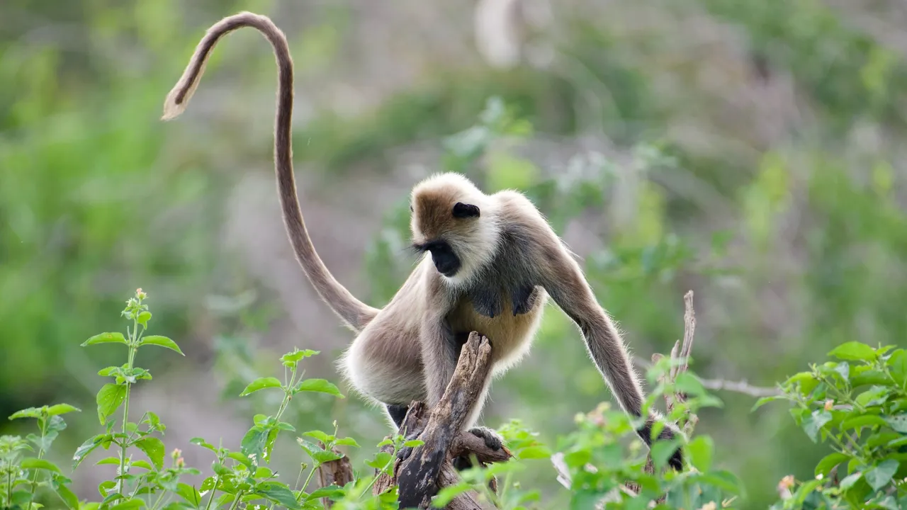 På Sri Lanka støder du ofte på vilde aber - blandt andre den grå Langur. Foto Flemming Lauritsen