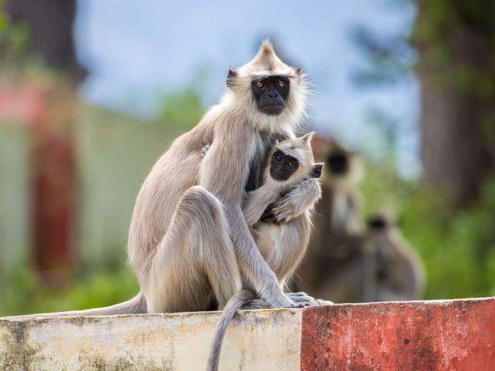 Languren – én af mange lokale beboere i Chinnar Naturreservat. Foto Viktors Farmor