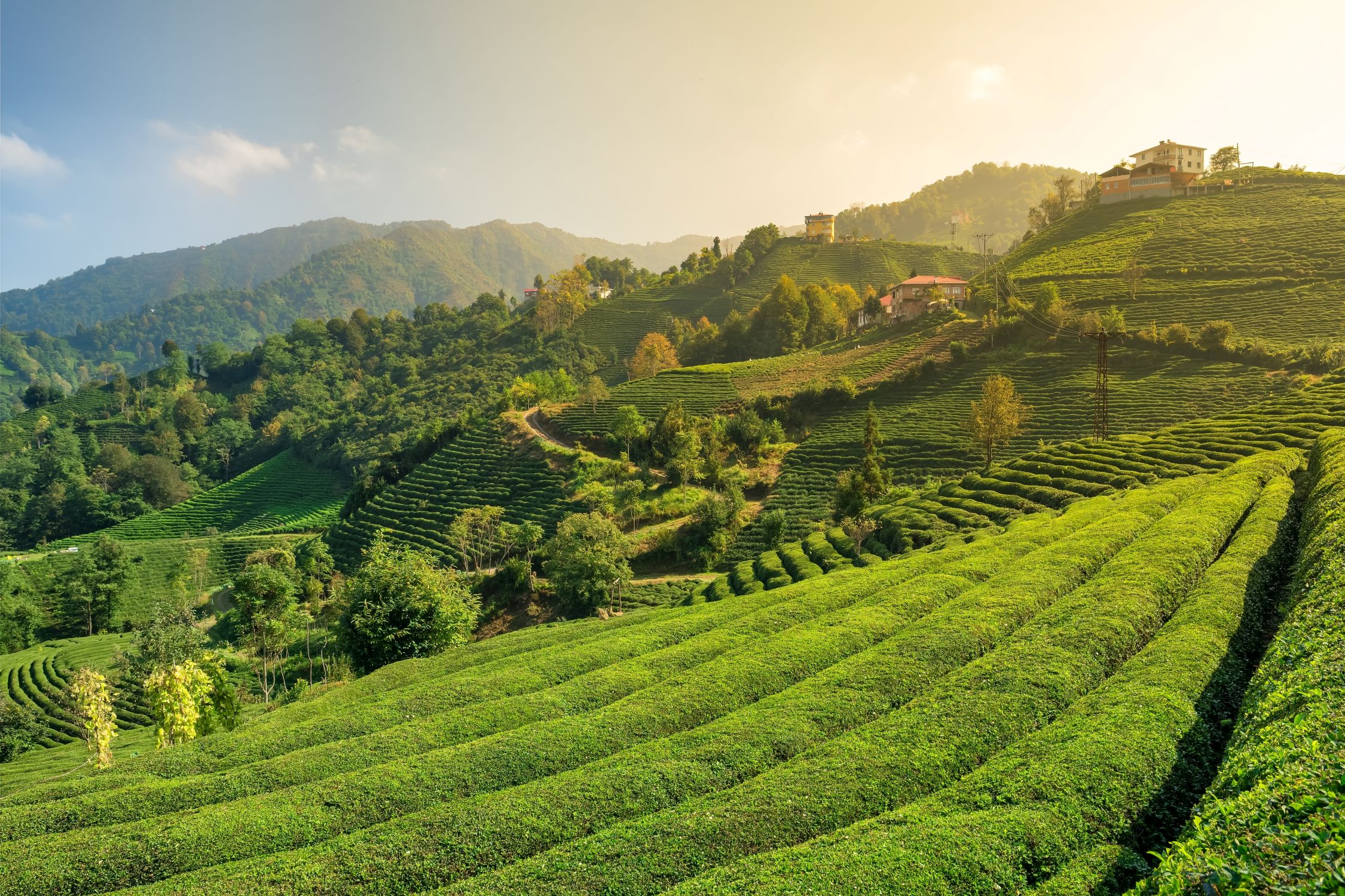 Vi besøger en stor teplantage nær Rize. Foto Viktors Farmor