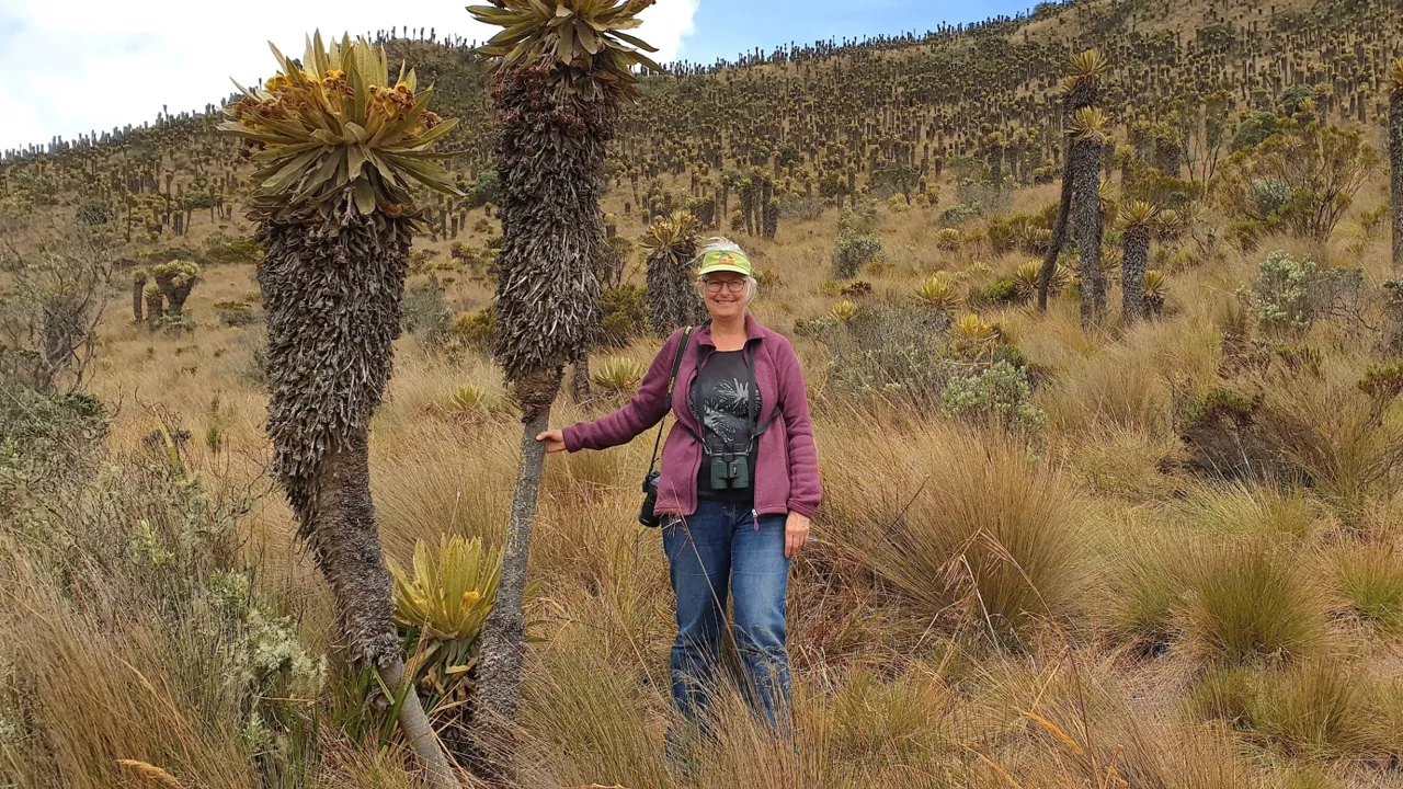 Rejseleder Hanne Christensen i Paramoen blandt Espelletia-planterne. Foto René Montero Serrano