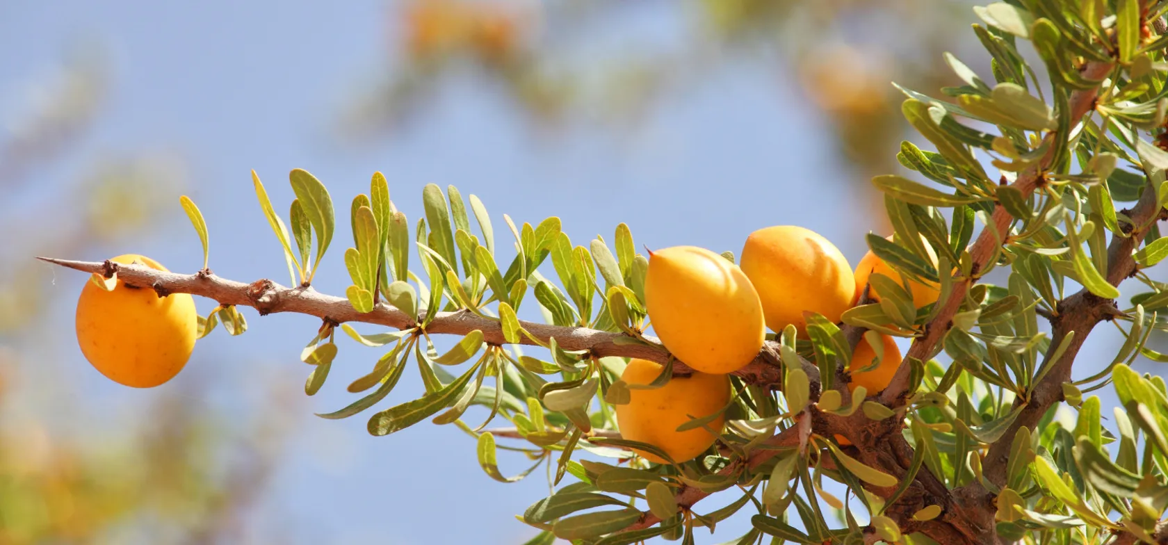 Olie fra argan-træets frugter er blevet en af vor tids mest eftertragtede ingredienser. Foto Viktors Farmor