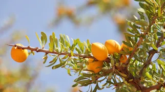 Olie fra argan-træets frugter er blevet en af vor tids mest eftertragtede ingredienser. Foto Viktors Farmor