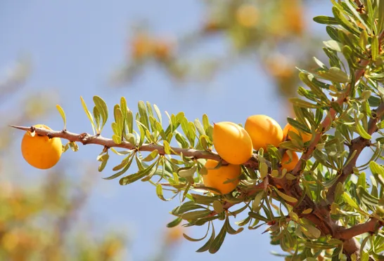Olie fra argan-træets frugter er blevet en af vor tids mest eftertragtede ingredienser. Foto Viktors Farmor