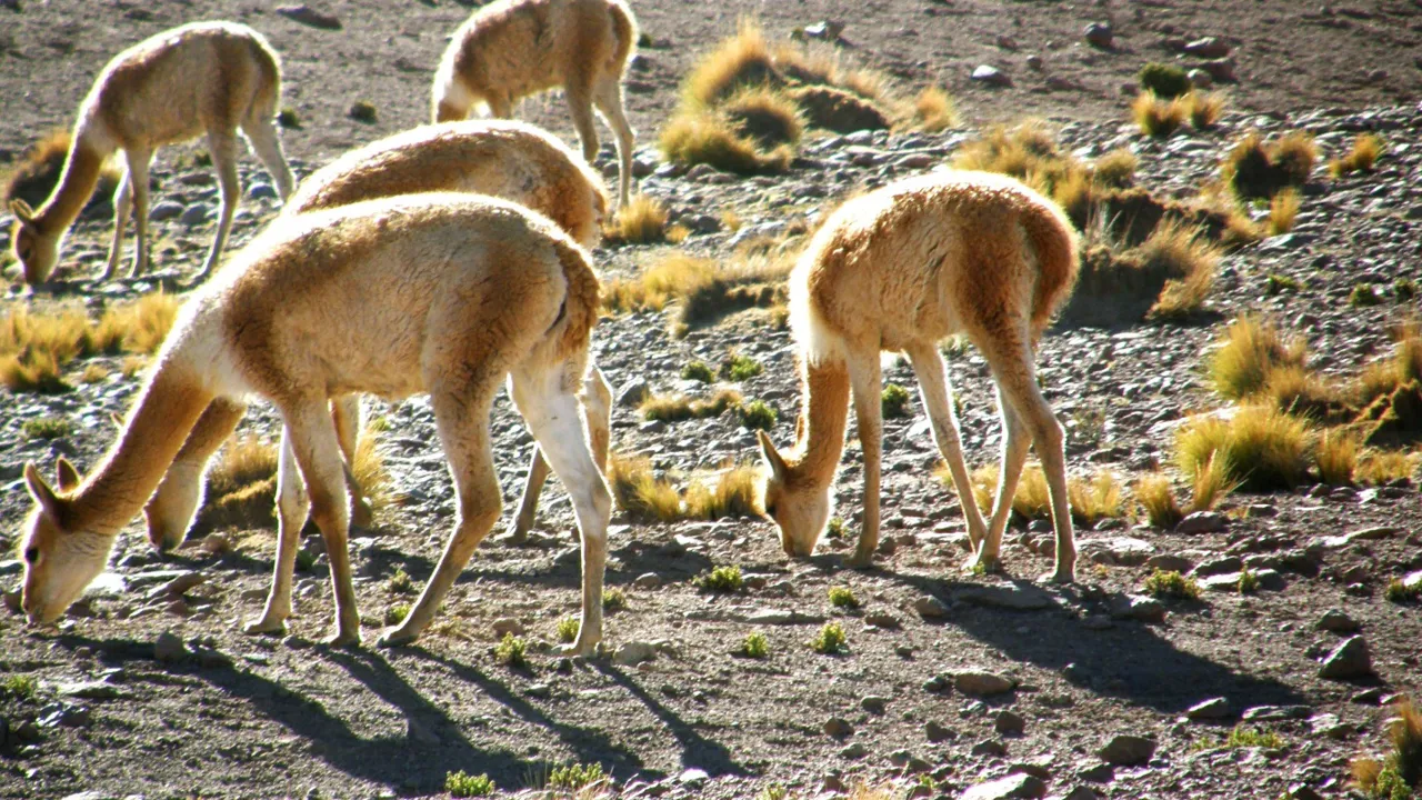 Vicuñaer producerer små mængder ekstremt fin uld - som er meget dyrt. Foto Bo Kristensen
