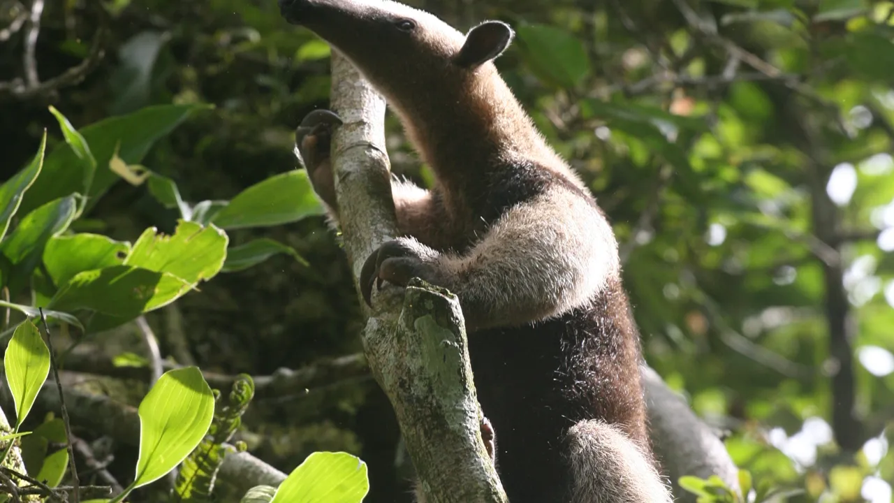 Corcovado National Park, som er mulig at besøge, er utrolig dyrerig. Her ser vi en træmyresluger. Foto Esben Gynther 