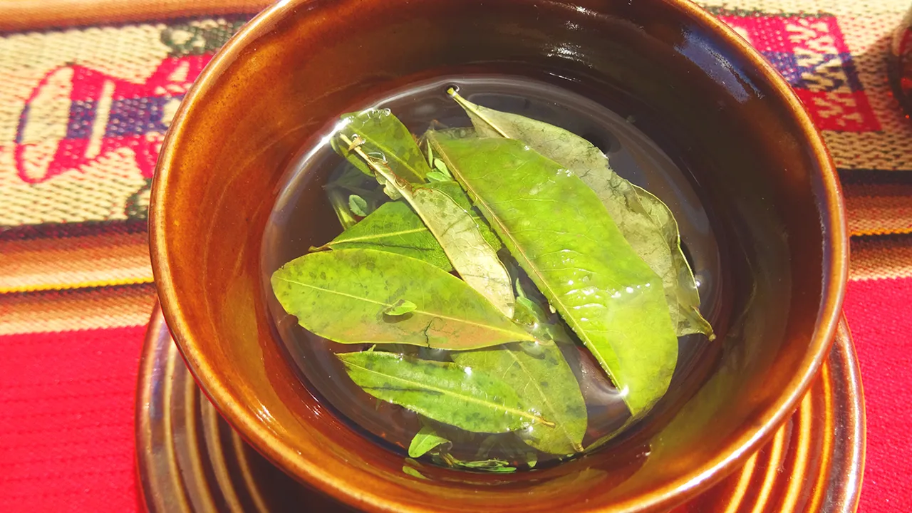 Den traditionelle morgente af kokablade og urter. Foto Kurt Rasmussen