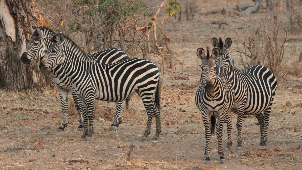 Zebraerne er blevet mere almindelige i Liwonde nationalparken. Foto Erik Hermansen