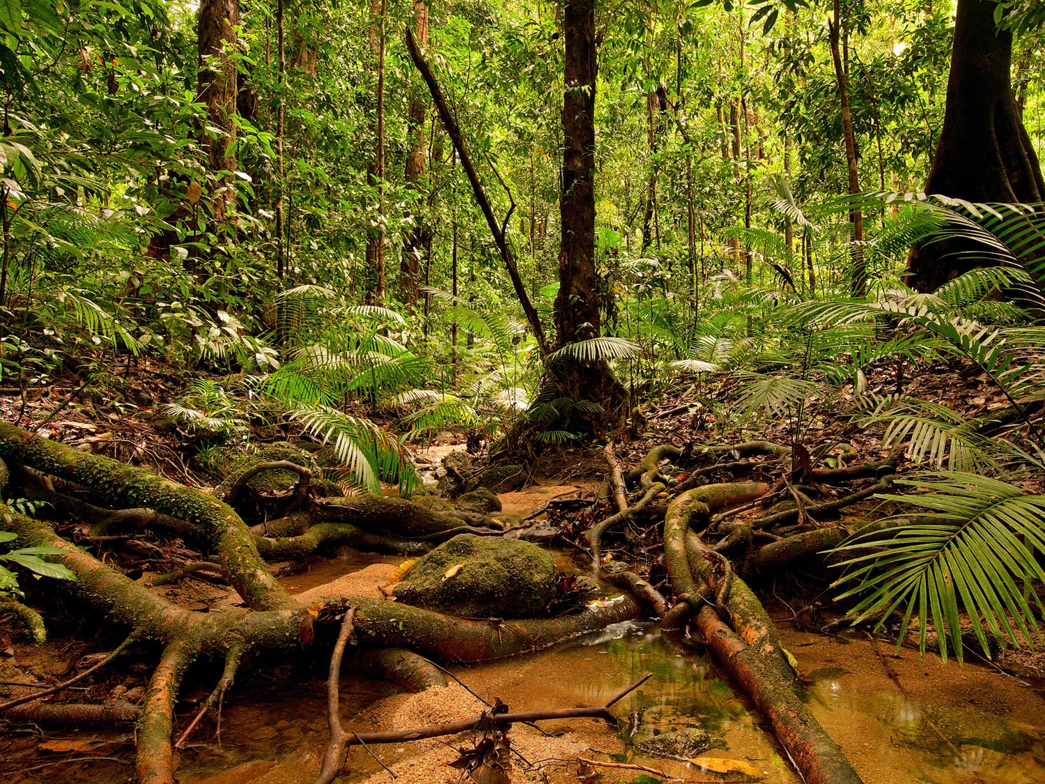Nord for Cairns oplever vi verdens ældste tropiske regnskov. Foto Viktors Farmor