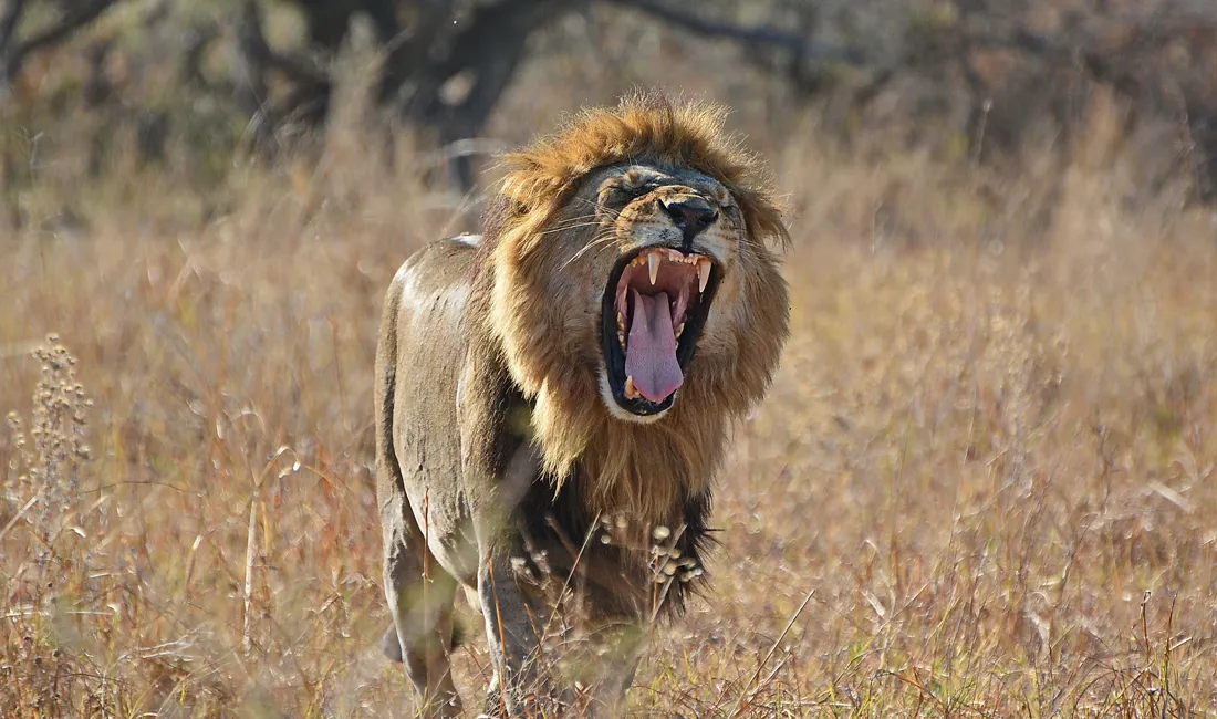 Intet kan måle sig med lyden og den rystende følelse i brystet af løvens brøl. Foto Claus Christensen