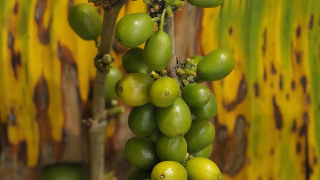 Klimaet og den frugtbare jord i Colombia er ideelt til kaffe-dyrkning. Viktors Farmors rejser til Colombia.