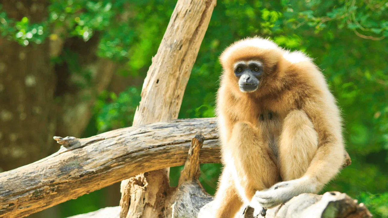 Vi kigger efter Gibboner i Hoolongapar Gibbon Sanctuary. Foto Viktors Farmor 