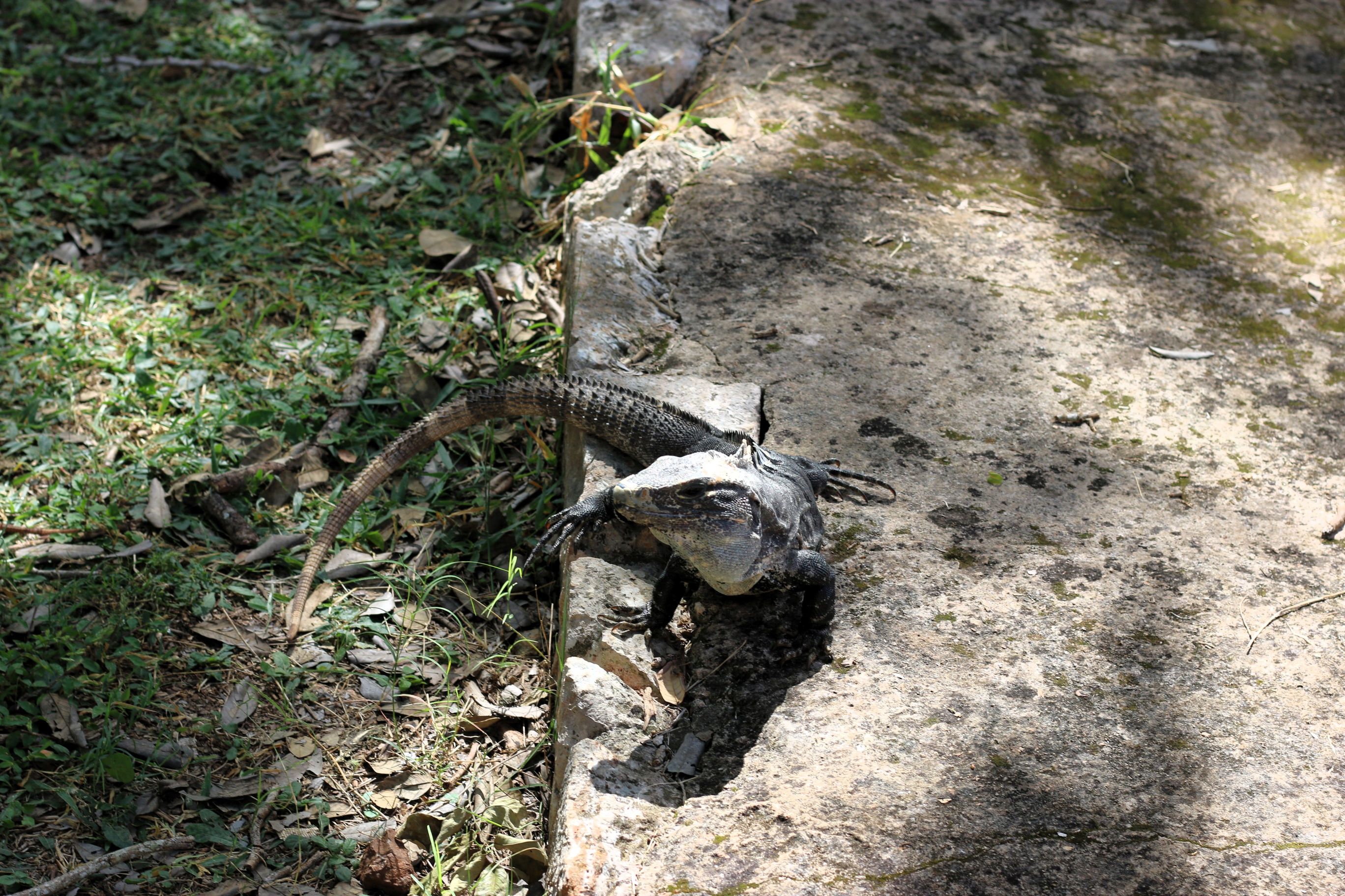 En leguan nyder solen ved Uxmal-ruinerne. Foto Caroline Sølvsten