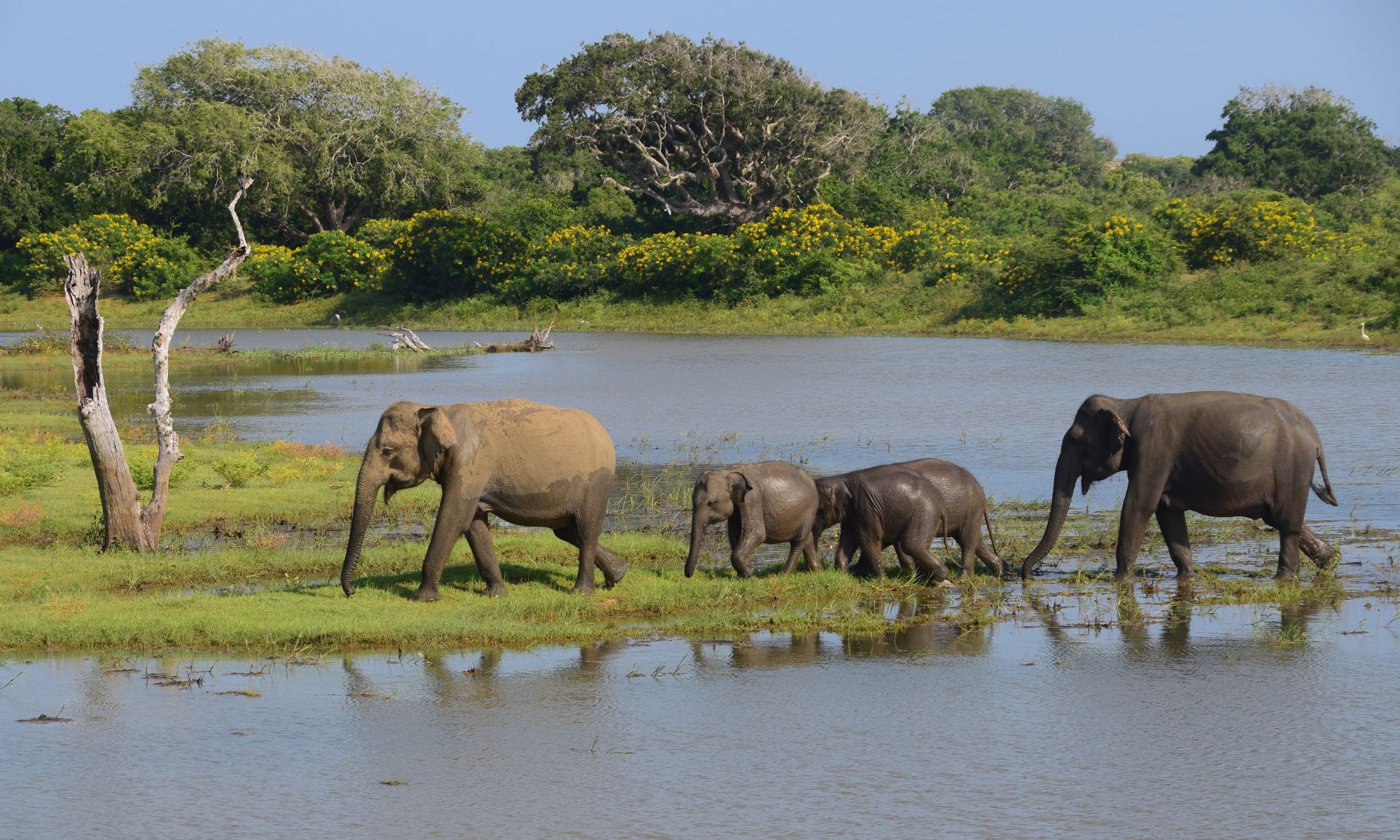 I Yala National Park i Sri Lanka kan man opleve elefanter. Foto Hanne Christensen 