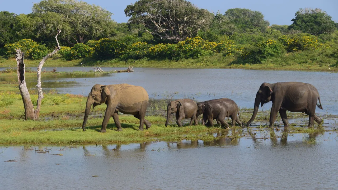 I Yala National Park i Sri Lanka kan man opleve elefanter. Foto Hanne Christensen