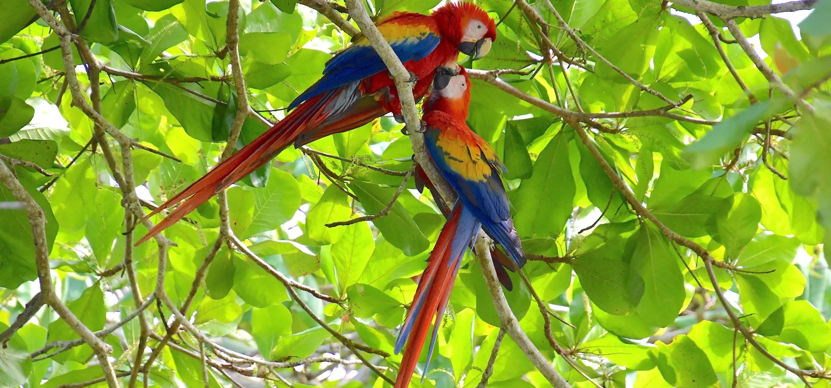 Scarlet Macaw er social og holder sammen i familiegrupper. Foto Hanne Christensen