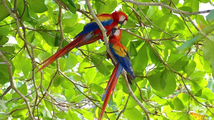 Scarlet Macaw er social og holder sammen i familiegrupper. Foto Hanne Christensen