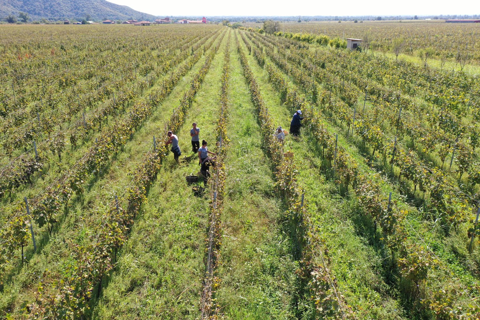 Vi besøger en smukt beliggende vingård i Georgien og får indblik i landets vintraditioner Foto Viktors Farmor