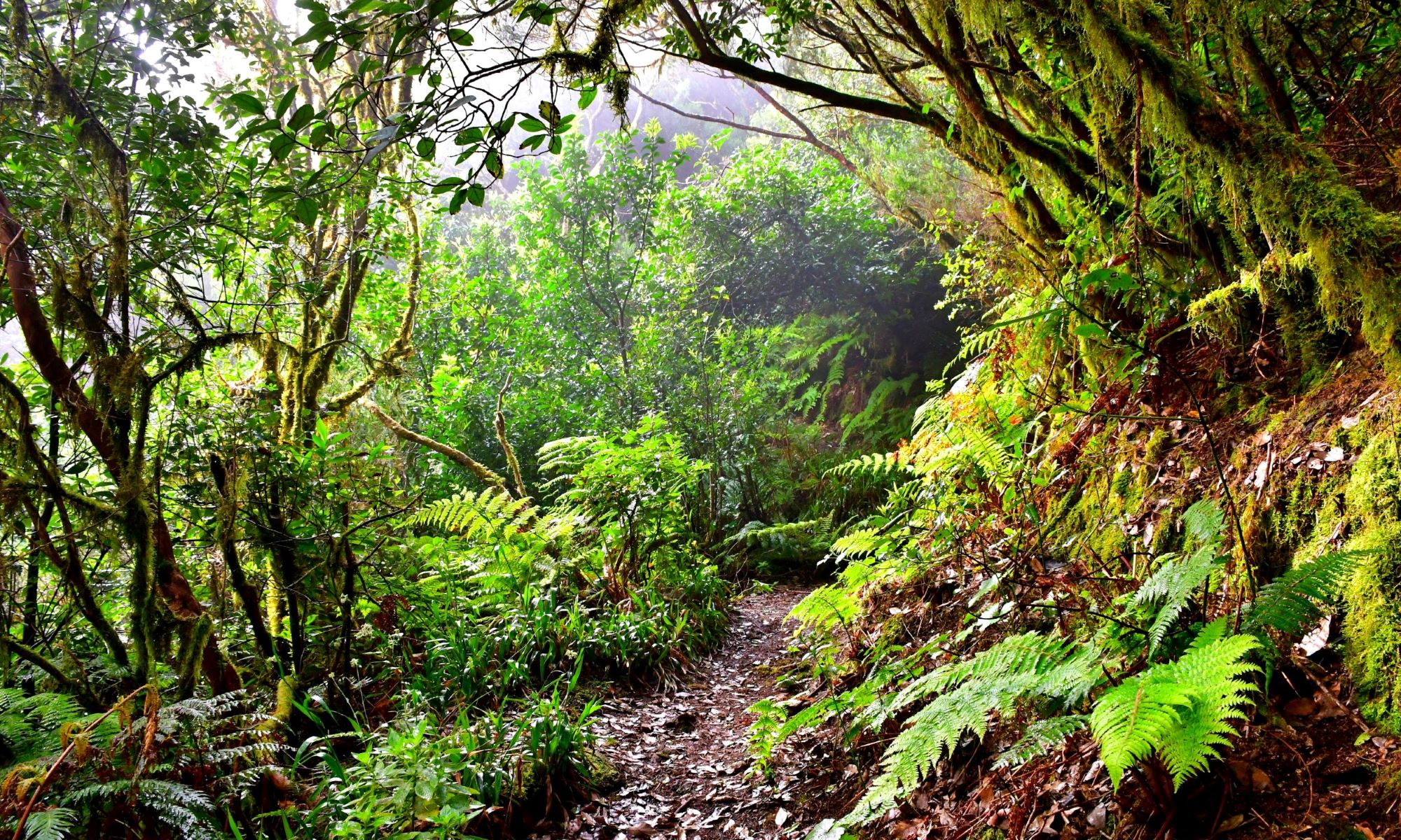 Nørklede laurbærtræer og store bregner i Anaga bjergene. Foto Viktors Farmor