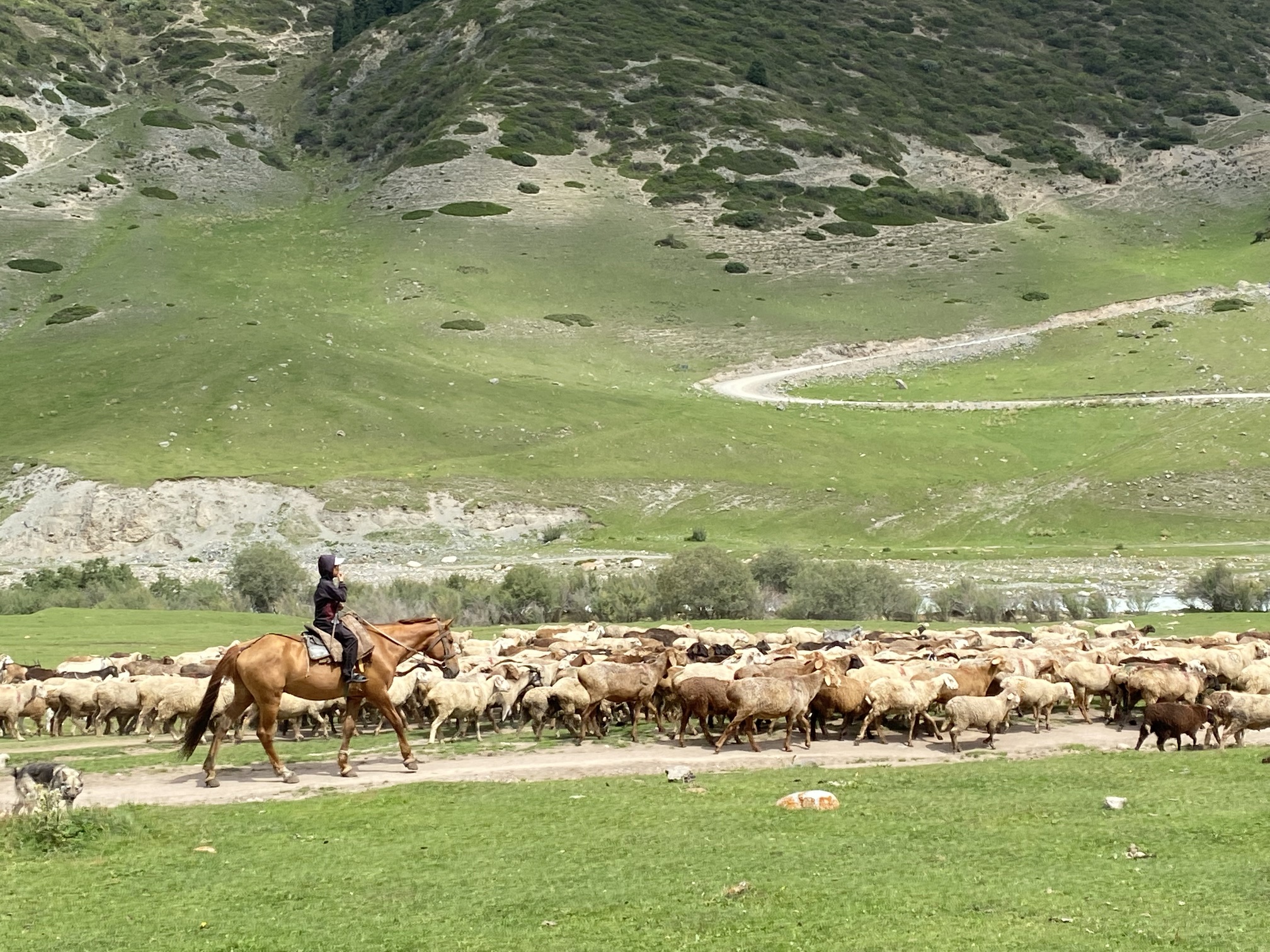 Lidt trafikkaos må accepteres. Foto Michael Høeg Andersen