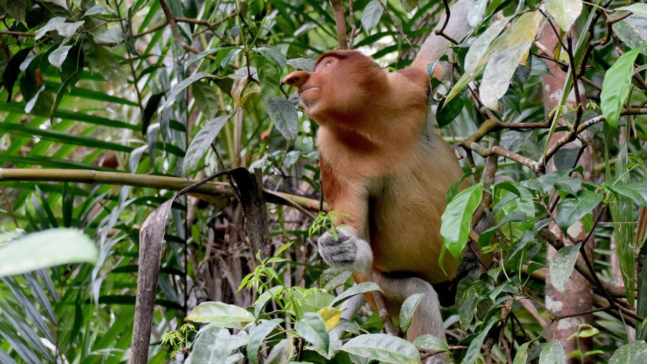 Næseaber kan kun opleves i Borneos regnskove. Foto Hanne Christensen