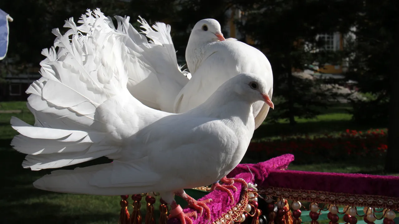 Almatys parker har turtelduer. Foto Erik Hermansen