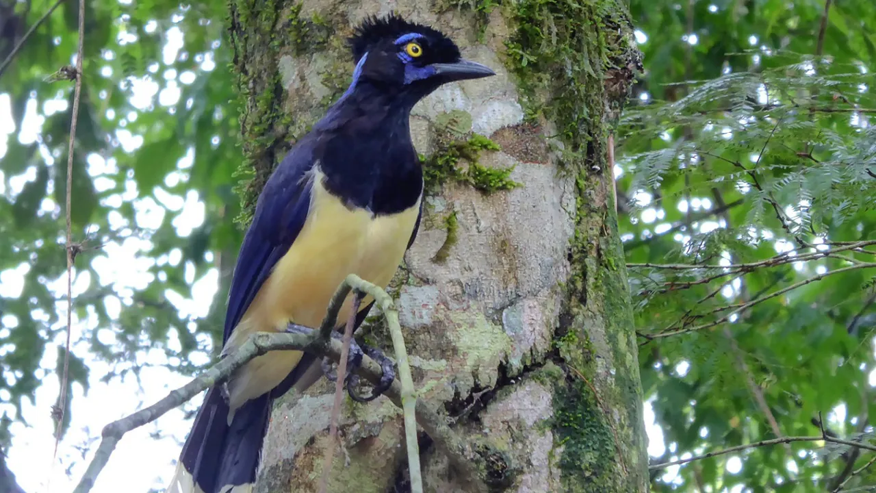 Der er et rigt fugleliv ved Iguazú vandfaldene. Foto Ulrik Nielsen