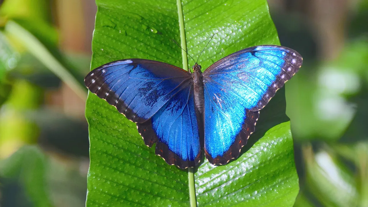 Den store blå Morpho sommerfugl flyver omkring i regnskovene. Foto Hanne Christensen