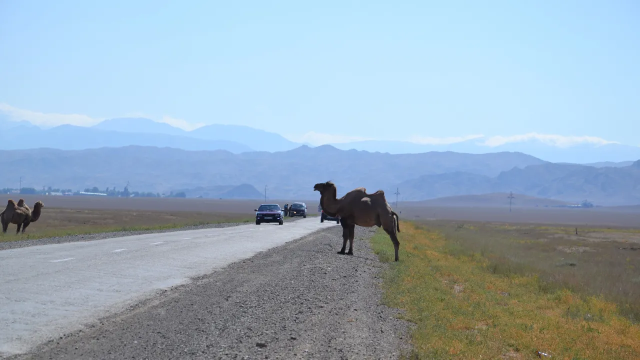 En kamel ved vejsiden er ikke et særsyn i Kazakhstan. Foto Gert Lynge Sørensen