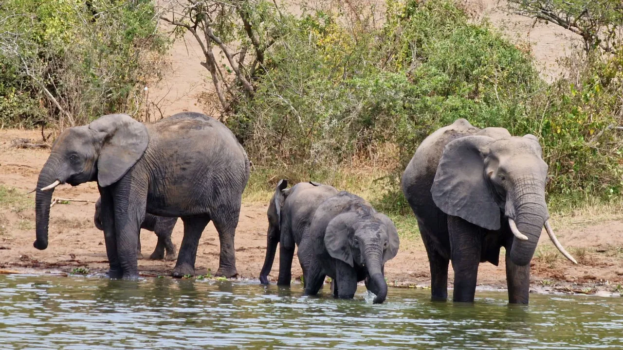 Oplev elefanterne ved Kazinga kanalen på vores rejse gennem Uganda og Rwanda. Foto Lene Dangaard 
