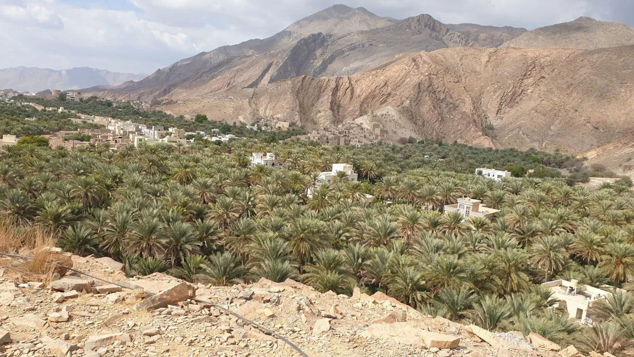 Landsbyen Birket al Mauz ligger i en frodig dadelplantage. Foto Kirsten Gynther Holm