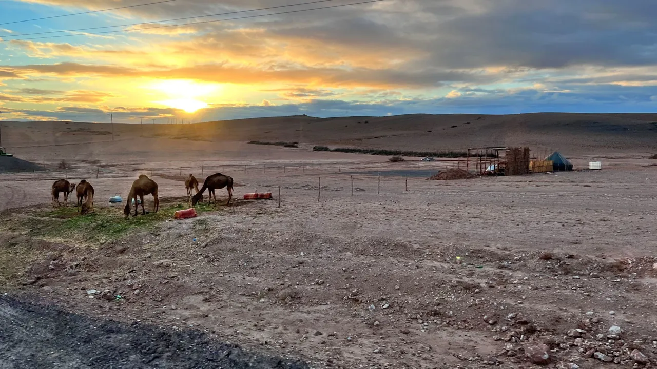 Kameler græsser i det golde landskab ved Agafay ørkenen ved solnedgang. Foto inge Lynggaard