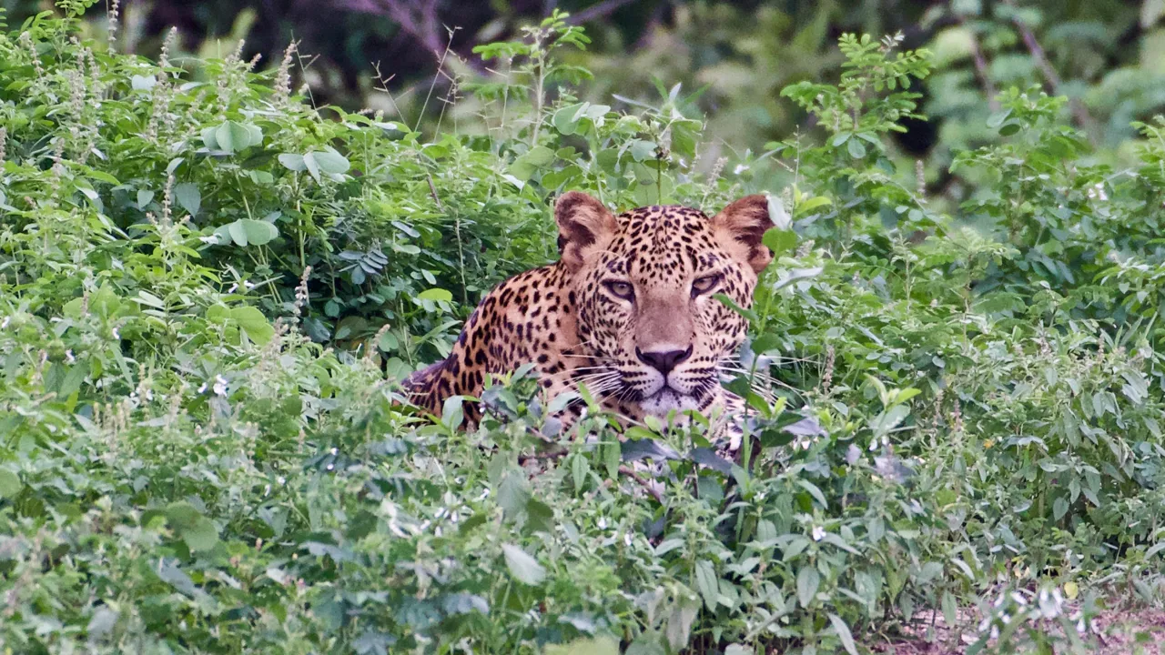 Nationalparken Yala har verdens tætteste koncentration af leoparder. Foto Flemming Lauritsen