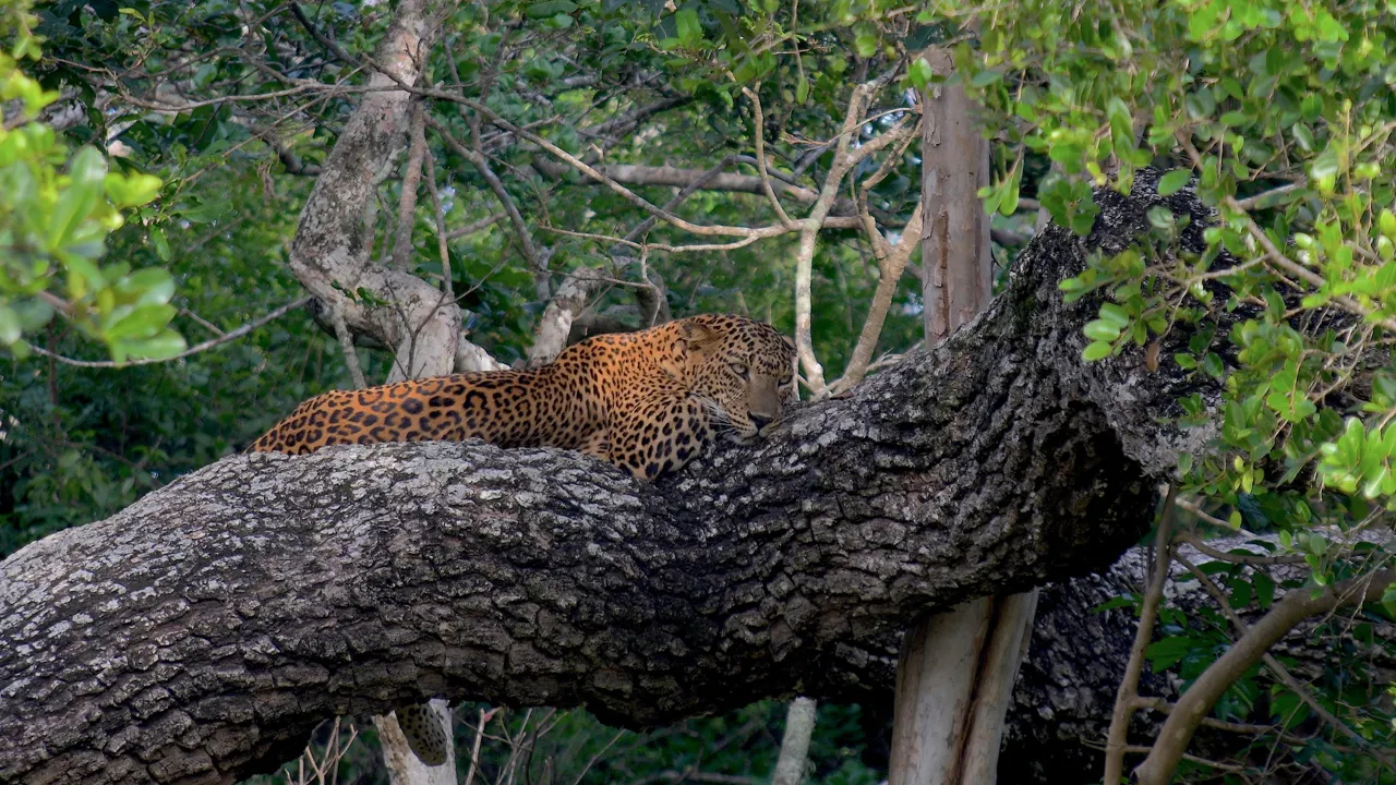Wilpattu er berømt for sin leopardbestand, og med lidt held får vi et glimt af den. Foto Hanne Christensen