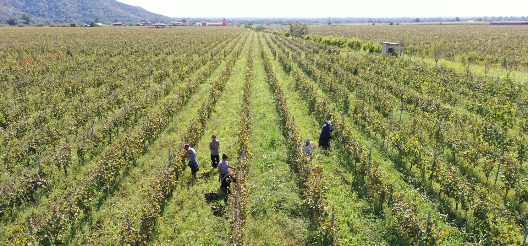 Vinbønder høster druer under den varme georgiske sol i det frodige landskab. Foto Inge Lynggard Hansen