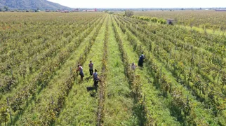 Vinbønder høster druer under den varme georgiske sol i det frodige landskab. Foto Inge Lynggard Hansen
