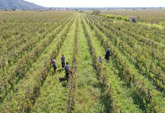 Vinbønder høster druer under den varme georgiske sol i det frodige landskab. Foto Inge Lynggard Hansen