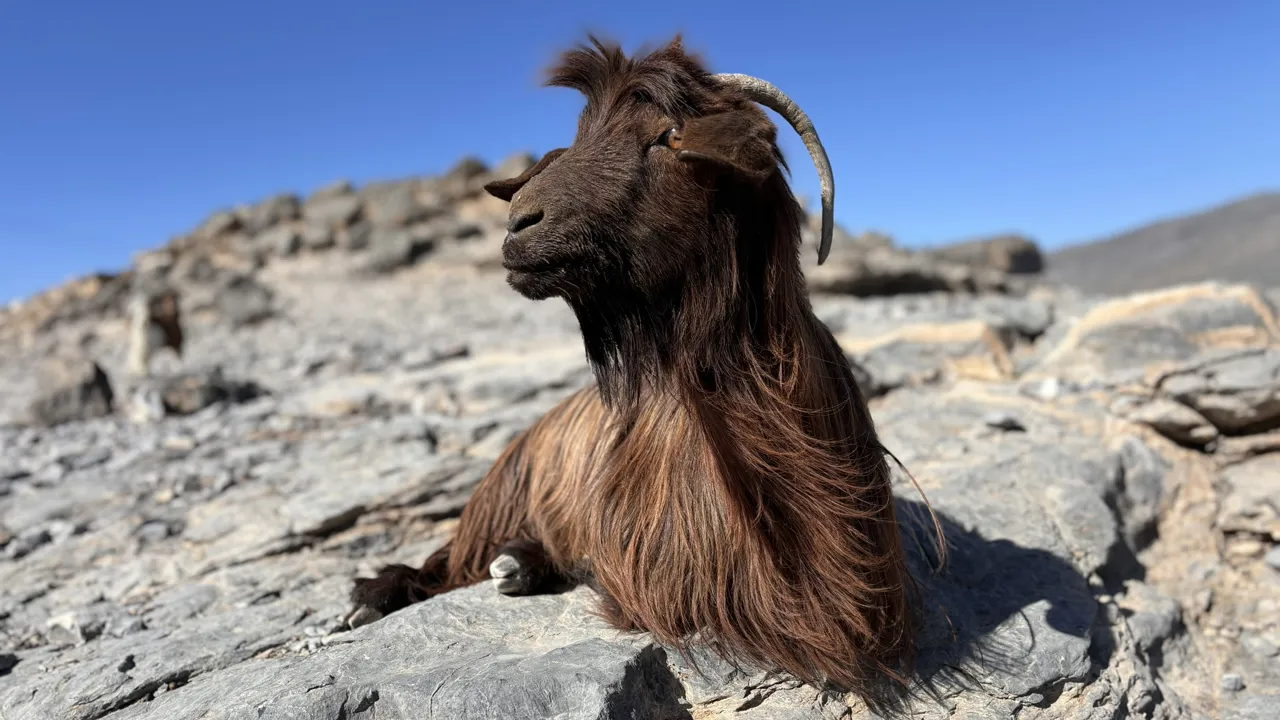 På de golde klipper i Jebel Shams møder vi af og til lidt liv. Foto Ellen Brzost Lindby-Andersen