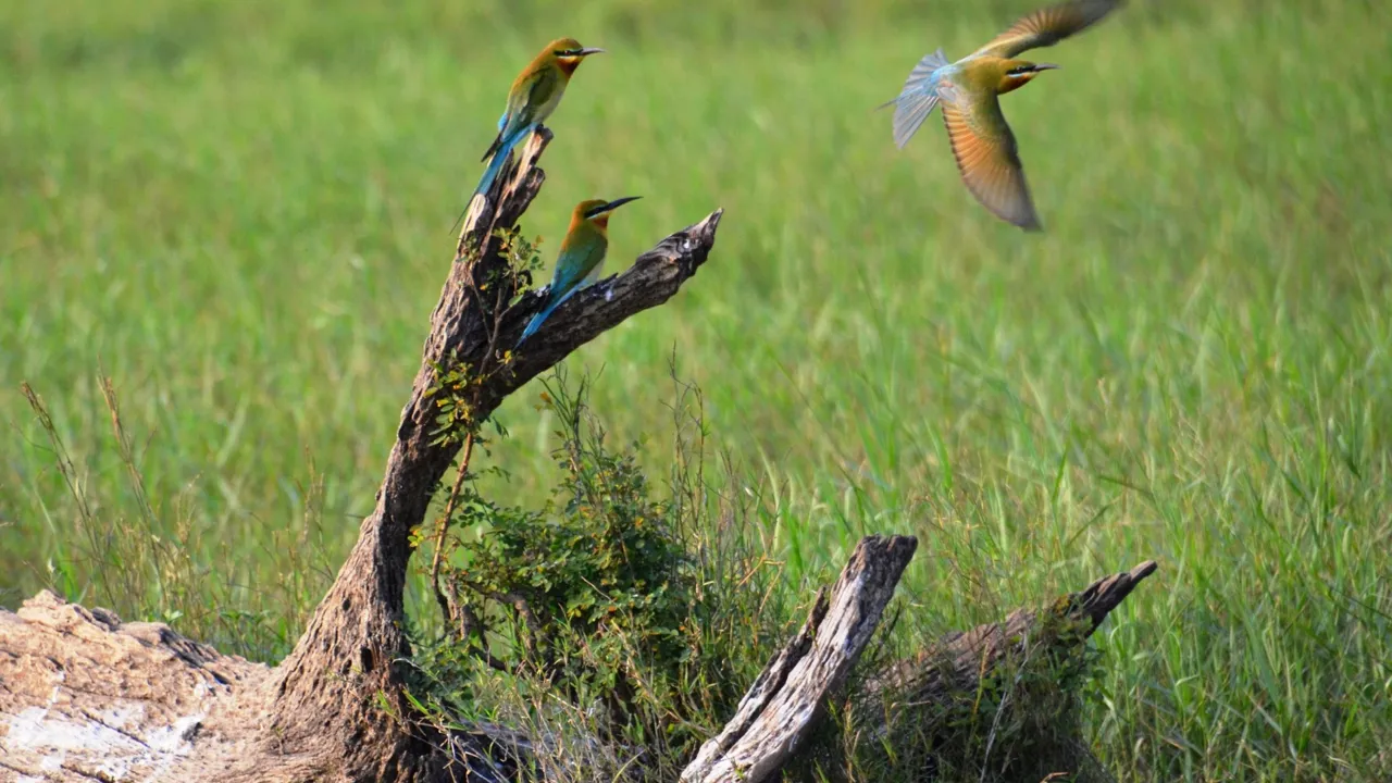 Sri Lanka har et rigt fugleliv at byde på - her en grøn biæder. Foto Jørgen Frost Larsen